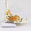 Voetskeletmodel met ligamenten. Voet lay-out.-2046-Китай-Alles voor manicure